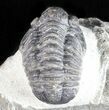 Bargain, Gerastos Trilobite Fossil - Morocco #57636-3